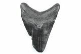 Bargain, Fossil Megalodon Tooth - South Carolina #362579-1